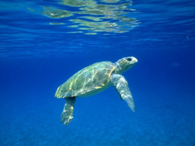 Turtle volunteering in Greece