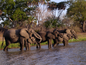 Selous Game Reserve safari, Tanzania