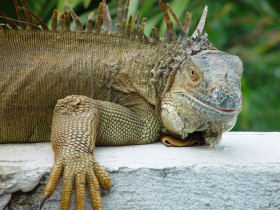 Family holiday in Costa Rica