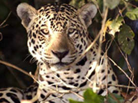 Bolivia and Peru wildlife tour
