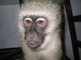 Vervet