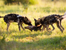 Hyena conservation project in South Africa
