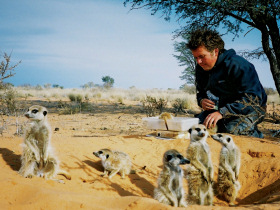 Meerkat research project in South Africa