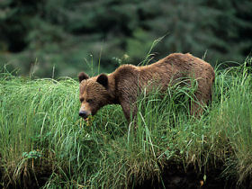 Grizzly Bear watching tour in BC by Responsible Travel
