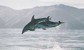 Dolphin NZ