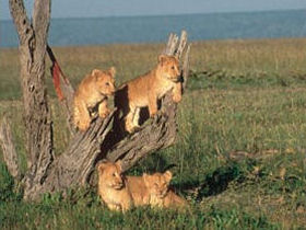 East Africa Safari
