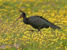 Bird watching day tours in Andalucia