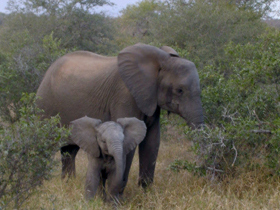 Family safari in South Africa & Botswana
