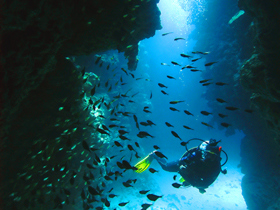 Red Sea diving holidays by Responsible Travel
