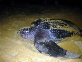 Turtle conservation project