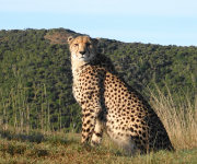 Conservation in Shamwari Game Reserve_cheetah