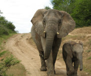 Conservation in Shamwari Game Reserve_elephants