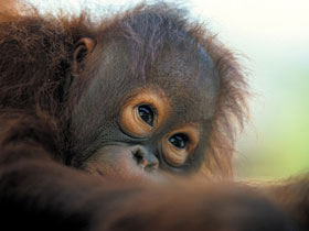 Borneo holidays, tailor made by Responsible Travel