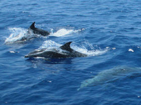 Wildlife photography sailing holiday in Greece