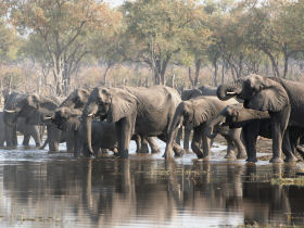 Small group Botswana safari