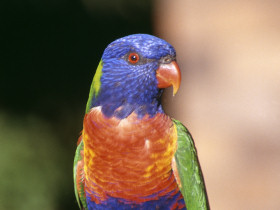 Queensland bird watching holiday in Australia