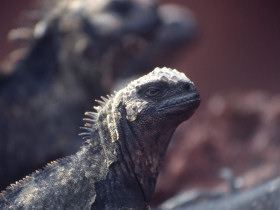 Galapagos 2 week cruise, Ecuador