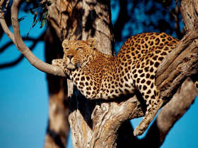 East Africa Safari