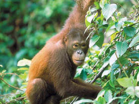 Family holiday to Borneo