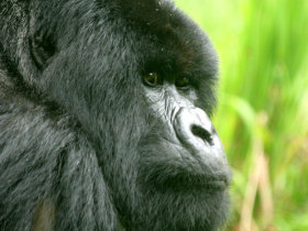 Gorilla safaris in Rwanda