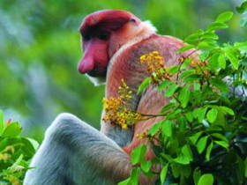 Holiday in Borneo, encompassed
