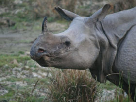Wildlife holiday in North East India
