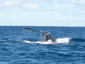 Ningaloo Reef humpback whale watching, Western Australia