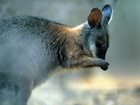 Australia wildlife holiday, NSW and SA