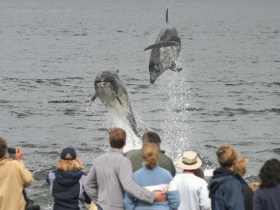 Wildlife
