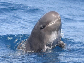 Whale and Dolphin watching trip in Spain