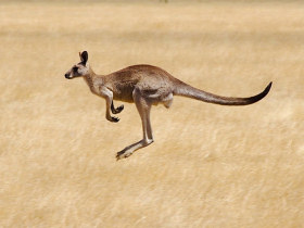 Melbourne wildlife day tours, Victoria, Australia
