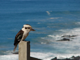 Great Ocean Road wildlife tours Australia