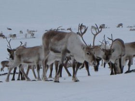 Saami reindeer migration expedition in Norway
