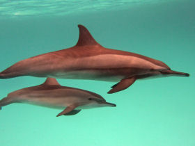 Dolphin conservation volunteering in the Red Sea, Egypt