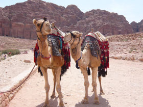 Wadi Rum camels