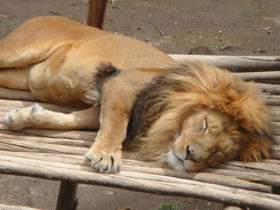 Volunteer with animals in the Andes Lake region, Ecuador