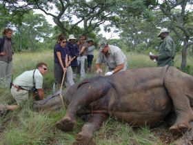 volunteers assiting with a rhino wound