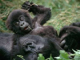 Gorilla tracking holiday in Uganda