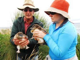 Penguin conservation on Montague Island, Australia