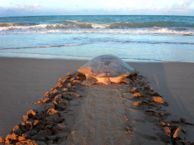 Turtle conservation project in Western Australia