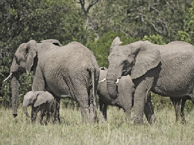 Budget safari in Kenya