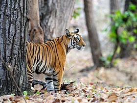 Tiger watching and photography holiday in India