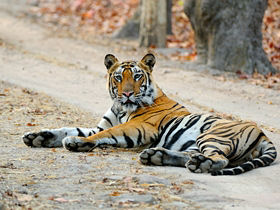 Tiger and wildlife photography holiday in India