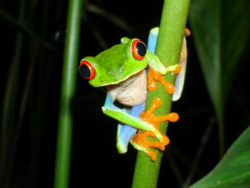 Nicaragua wildlife holiday