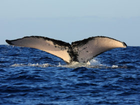 Whale watching in Nicaragua