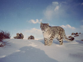 Snow leopard tracking tour in Ladakh, India