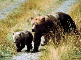 Grizzly Bear watching in British Columbia, Canada