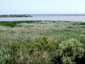 Danube Delta