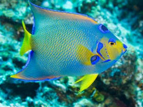 Coral reef conservation holiday in Honduras