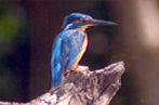 Sri Lanka birding & cultural tour